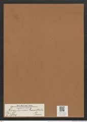 Rhaphoneis lancettula Grun. (de-Toni-Nr.: Genus 78, Species 2839) Zeichnungen Sammlung Grunow Mappe 03006 (Herbarium_W_Grunow_drawings_Folder_03006)